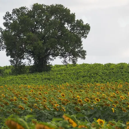 De Doat, De Charme 4 Etoiles Dans Le Triangle D Or Proche Gaillac Et Albi بيت للعطل